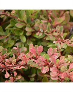 Саженец Барбарис Тунберга «Стар Берст», горшок С2, 1 шт., Лето 2025 Поиск