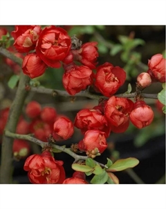 Саженец Айва (Хеномелес) Ред Джой японская, горшок С2, 1 шт. Поиск