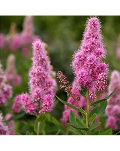 Саженец Спирея Билларда Триумфанс, горшок С2, 1 шт. Поиск