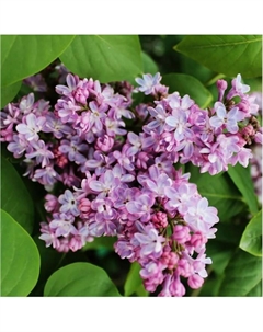 Саженец Сирень обыкновенная «Бель де Нанси», C3 горшок, 1 шт., Лето 2025 Поиск