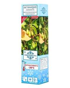 Актинидия коломикта (Серия Северный Сад) Доктор Шимановски Поиск