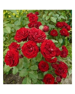 Саженец Роза спрей Таманго, C3.5 горшок, Н15-25, 1 шт. Поиск