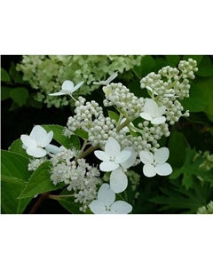 Саженец Гортензия метельчатая Кьюшу, C3 горшок, 1 шт. Поиск
