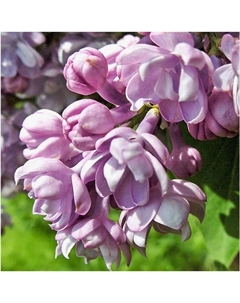 Саженец Сирень обыкновенная Генерал Першин, C3 горшок, 1 шт. Поиск