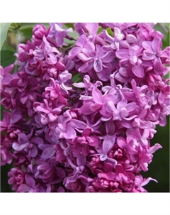 Саженец Сирень обыкновенная Миссис Эдвард Хардинг, C3 горшок, 1 шт. Поиск