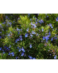 Саженец Розмарин лекарственный Дид, C2 горшок, 1 шт. Поиск