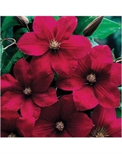 Саженец Клематис крупноцветковый Руж Кардинал, C2 горшок, Н20-40, 1 шт. Поиск