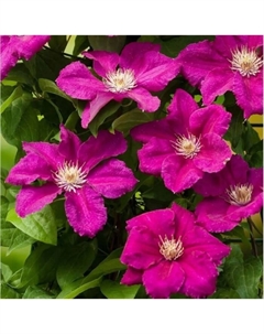 Саженец Клематис крупноцветковый Эрнест Макхем, C2 горшок, Н20-40, 1 шт. Поиск