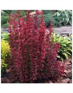 Саженец Барбарис Тунберга «Ред Рокет», C2 горшок, 1 шт., Лето 2025 Поиск