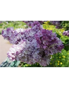 Саженец Сирень обыкновенная Катерина Хавемейер, C3 горшок, 1 шт. Поиск