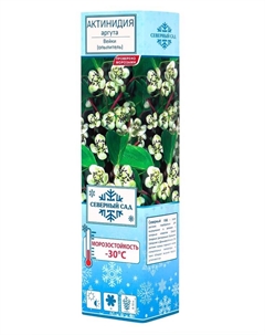 Актинидия аргута (Серия Северный сад) Вейки Поиск