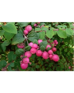 Саженец Снежноягодник Хенаульта Хэнкок, C2 горшок, 1 шт. Поиск