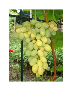 Саженец Виноград плодовый Августин, C3 горшок, Н20-40 высота, 1 шт. Поиск