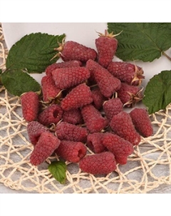 Саженец Малина ремонтантные сорта Похвалинка, С2 горшок, Н10-50 высота, 1 шт., Лето 2025 Поиск