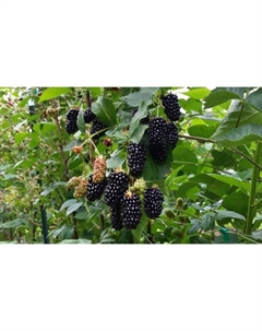 Саженец Ежевика Карака Блэк, С2 горшок, Н20-40 высота, 1 шт. Поиск