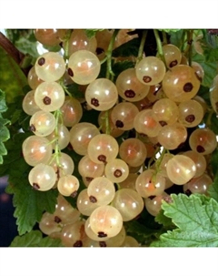 Саженец Смородина белая «Версальская белая», С2 горшок, Н20-40 высота, 1 шт., Лето 2025 Поиск