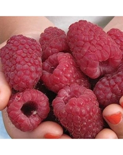 Саженец Малина Гордость России, С2 горшок, Н20-40 высота, 1 шт., Лето 2025 Поиск