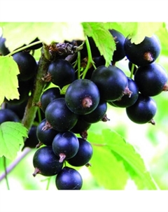 Саженец Смородина чёрная «Лентяй», С2 горшок, Н20-40 высота, 1 шт., Лето 2025 Поиск