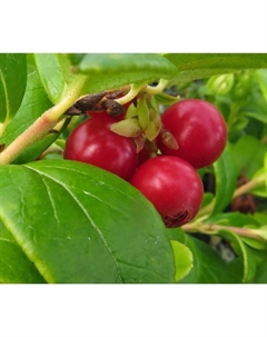 Саженец Брусника Ред Перл, С2 горшок, Н10-30 высота, 1 шт. Поиск