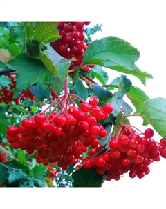 Саженец Калина красная Ульгень, С2 горшок, Н15-35 высота, 1 шт. Поиск