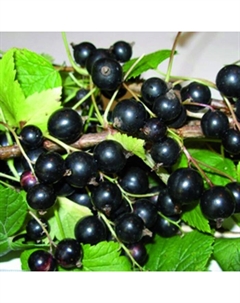 Саженец Смородина чёрная «Ядреная», С2 горшок, Н20-40 высота, 1 шт., Лето 2025 Поиск