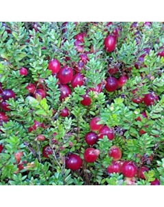 Саженец Клюква крупноплодная Бен Лир, С2 горшок, Н10-30 высота, 1 шт., Лето 2025 Поиск