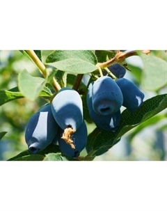 Саженец Жимолость съедобная «Павловская», С2 горшок, Н20-40 высота, 1 шт., Лето 2025 Поиск