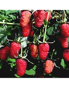 Саженец Малина «Новость Кузьмина», С2 горшок, Н20-40 высота, 1 шт., Лето 2025 Поиск