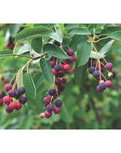 Саженец Ирга канадская, С2 горшок, Н10-50 высота, 1 шт. Поиск