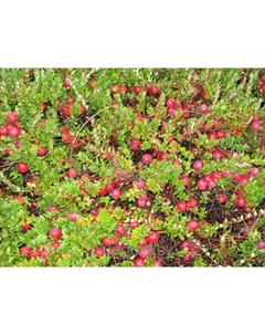 Саженец Клюква крупноплодная «Мак Фарлен», С2 горшок, Н10-30 высота, 1 шт., Лето 2025 Поиск