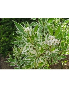 Саженец Дерен белый Аргентеомаргината, горшок С2, 1 шт. Поиск