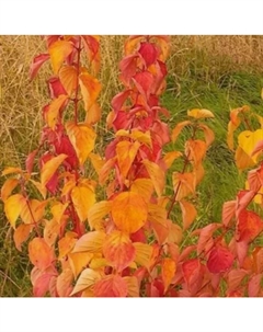 Саженец Дерен кроваво-красный Мэджик Флейм, горшок С2, 1 шт. Поиск