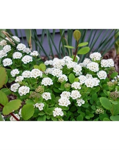 Саженец Спирея березолистная, горшок С2, 1 шт., Лето 2025 Поиск