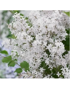 Саженец Сирень Мейера Флауэрфест Вайт, горшок С2, 1 шт. Поиск