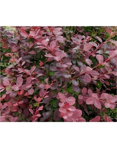 Саженец Барбарис оттавский Суперба, горшок С2, 1 шт. Поиск