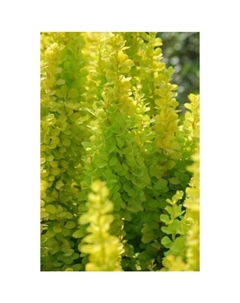 Саженец Барбарис Тунберга Голден Точ, горшок С2, 1 шт. Поиск