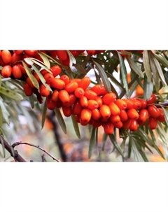 Саженец Облепиха Джемовая, C3 горшок, Н20-40 высота, 1 шт. Поиск