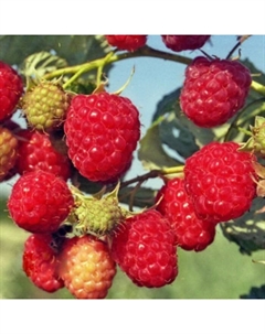 Саженец Малина ремонтантные сорта Геракл, С2 горшок, Н20-40 высота, 1 шт., Лето 2025 Поиск