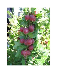 Саженец Крыжовник «Спайнфри», С2 горшок, Н20-40 высота, 1 шт., Лето 2025 Поиск