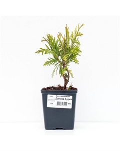 Саженец Туя западная «Даника Ауреа», Р9, 1 шт. Поиск