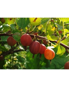 Саженец Крыжовник «Машека», С2 горшок, Н20-40 высота, 1 шт., Лето 2025 Поиск