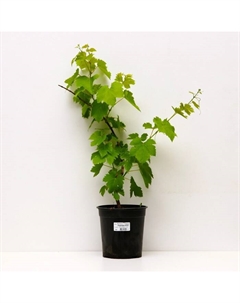 Саженец Виноград плодовый Надежда АЗОС, C3 горшок, Н20-40 высота, 1 шт. Поиск