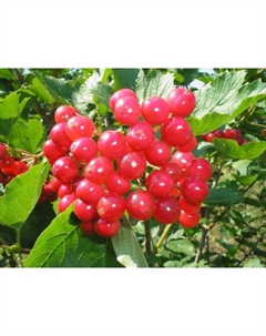 Саженец Калина красная Гранатовый браслет, С2 горшок, Н15-35 высота, 1 шт. Поиск