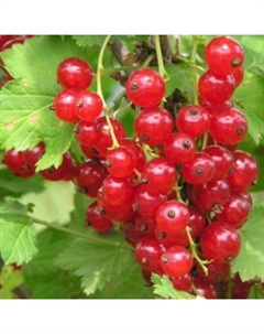 Саженец Смородина красная Натали, С2 горшок, Н20-40 высота, 1 шт. Поиск