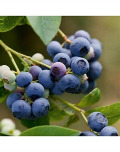 Саженец Голубика высокорослая «Эрлиблю», С2 горшок, Н20-40 высота, 1 шт., Лето 2025 Поиск