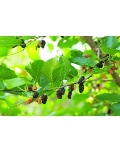 Саженец Шелковица черная, C3 горшок, Н20-40 высота, 1 шт. Поиск