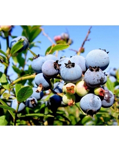 Саженец Голубика высокорослая Блюджей, С2 горшок, Н15-20 высота, 1 шт. Поиск