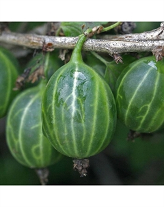 Саженец Крыжовник Уральский изумруд, С2 горшок, Н20-40 высота, 1 шт., Лето 2025 Поиск