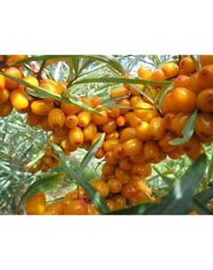 Саженец Облепиха Великан, C3 горшок, Н20-40 высота, 1 шт. Поиск