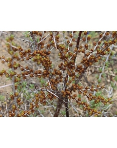 Саженец Облепиха Алей, C3 горшок, Н20-40 высота, 1 шт. Поиск